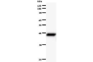 Image no. 1 for anti-UTP3, Small Subunit (SSU) Processome Component (UTP3) antibody (ABIN931092)