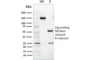 Image no. 4 for anti-Nuclear Factor (erythroid-Derived 2)-Like 1 (NFE2L1) antibody (ABIN6940224)