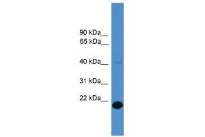 Image no. 1 for anti-Family with Sequence Similarity 176, Member A (FAM176A) (Middle Region) antibody (ABIN929100)