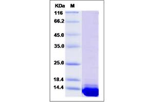 Image no. 1 for S100 Calcium Binding Protein A11 (S100A11) (AA 1-98) protein (His tag) (ABIN2007539)