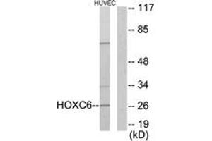 Image no. 1 for anti-Homeobox C6 (HOXC6) (AA 186-235) antibody (ABIN1533599)