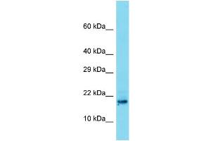 Image no. 1 for anti-Testis Development Related Protein (TDRP) (N-Term) antibody (ABIN2791340)