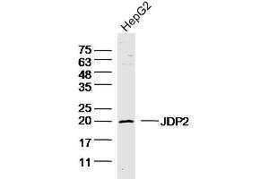 Image no. 2 for anti-Jun Dimerization Protein 2 (JDP2) (AA 21-120) antibody (ABIN5557324)
