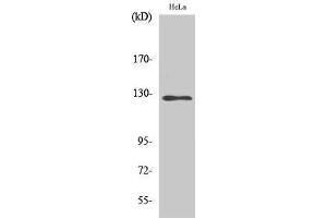 Image no. 1 for anti-Smg-7 Homolog, Nonsense Mediated mRNA Decay Factor (SMG7) (Internal Region) antibody (ABIN3187000)