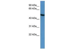 Image no. 1 for anti-Ceramide Kinase-Like (CERKL) (C-Term) antibody (ABIN2788232)