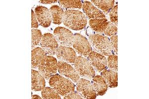 Image no. 2 for anti-Regulatory Associated Protein of mTOR, Complex 1 (RPTOR) antibody (ABIN4913788)
