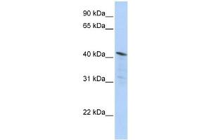 Image no. 1 for anti-Histone Deacetylase 11 (HDAC11) (Middle Region) antibody (ABIN634084)