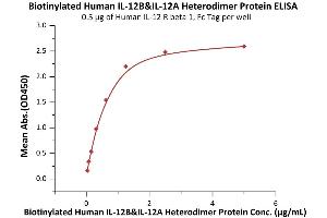 Image no. 3 for Interleukin 12 (IL12) (AA 23-328) (Active) protein (His tag,AVI tag,DYKDDDDK Tag,Biotin) (ABIN6973104)