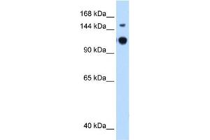 Image no. 2 for anti-GTPase Activating Protein and VPS9 Domains 1 (GAPVD1) (N-Term) antibody (ABIN630695)