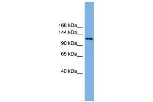 Image no. 1 for anti-Eukaryotic Translation Initiation Factor 4E Nuclear Import Factor 1 (EIF4ENIF1) (N-Term) antibody (ABIN631810)
