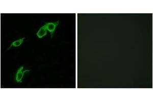 Image no. 2 for anti-G Protein-Coupled Receptor 75 (GPR75) (AA 381-430) antibody (ABIN1535749)
