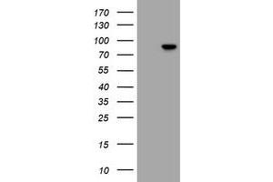 Image no. 1 for anti-Regulatory Factor X 3 (RFX3) antibody (ABIN1500678)