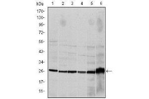 Image no. 3 for anti-Caspase 8 (CASP8) antibody (ABIN1105678)