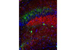 Image no. 1 for anti-Vesicle-Associated Membrane Protein 7 (VAMP7) (AA 119-188) antibody (ABIN1742477)