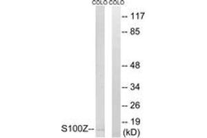 Image no. 1 for anti-S100 Calcium Binding Protein Z (S100Z) (AA 2-51) antibody (ABIN1535233)
