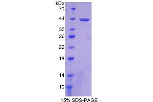 Image no. 1 for Misato Homolog 1 (MSTO1) (AA 13-363) protein (T7 tag,His tag) (ABIN6236516)