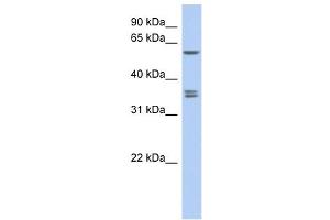 anti-Solute Carrier Family 19, Member 3 (Slc19a3) (Middle Region) antibody