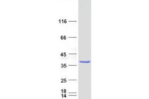 FAM49A Protein (Myc-DYKDDDDK Tag)