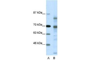 Image no. 2 for anti-Nuclear Receptor Co-Repressor 2 (NCOR2) (N-Term) antibody (ABIN2779658)