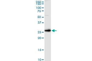 VTI1B MaxPab rabbit polyclonal antibody.