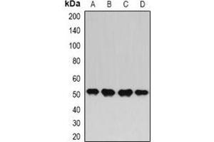 Image no. 3 for anti-Hyaluronan and Proteoglycan Link Protein 1 (HAPLN1) antibody (ABIN3198109)