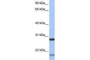 Image no. 3 for anti-Brain-Derived Neurotrophic Factor (BDNF) (Middle Region) antibody (ABIN2777093)