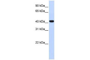 Image no. 1 for anti-Forkhead Box D1 (FOXD1) (Middle Region) antibody (ABIN2777687)