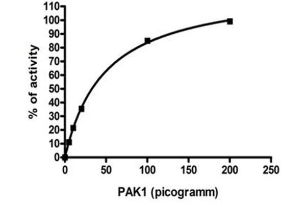P21-Activated Kinase 1 (PAK1) (AA 248-545) protein