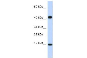 anti-Chemokine (C-C Motif) Ligand 8 (CCL8) (Middle Region) antibody