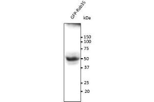 Image no. 1 for anti-RAB35, Member RAS Oncogene Family (RAB35) (C-Term) antibody (ABIN6254239)