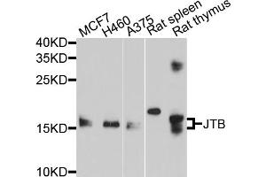 Image no. 1 for anti-Jumping Translocation Breakpoint (JTB) antibody (ABIN6566924)