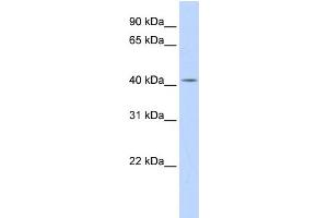 DHDDS Antikörper  (N-Term)