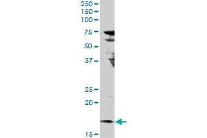 Image no. 2 for anti-Interleukin 17F (IL17F) (AA 1-163) antibody (ABIN530199)