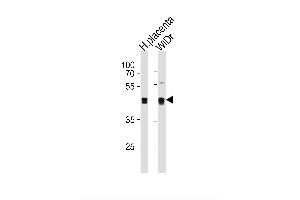 Image no. 1 for anti-SAP30 Binding Protein (SAP30BP) (AA 160-188) antibody (ABIN1881773)