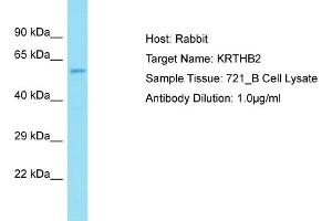 Image no. 1 for anti-Keratin 82 (KRT82) (N-Term) antibody (ABIN2791634)