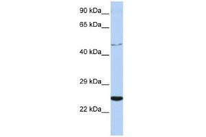 Image no. 1 for anti-Cytokine Receptor-Like Factor 1 (CRLF1) (Middle Region) antibody (ABIN634310)