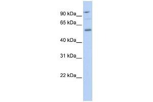 Image no. 1 for anti-TEA Domain Family Member 1 (SV40 Transcriptional Enhancer Factor) (TEAD1) (Middle Region) antibody (ABIN2777238)