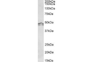 Image no. 2 for anti-Histamine Receptor H3 (HRH3) (Internal Region) antibody (ABIN5539537)