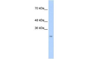 Image no. 1 for anti-Chymotrypsin (CTRL) (N-Term) antibody (ABIN634009)