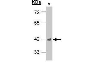 WB Image Sample(30 μg of whole cell lysate) A:H1299 10% SDS PAGE antibody diluted at 1:1000