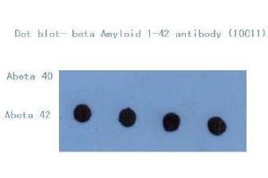 Image no. 2 for anti-Amyloid beta (Abeta) (C-Term) antibody (ABIN1105357)