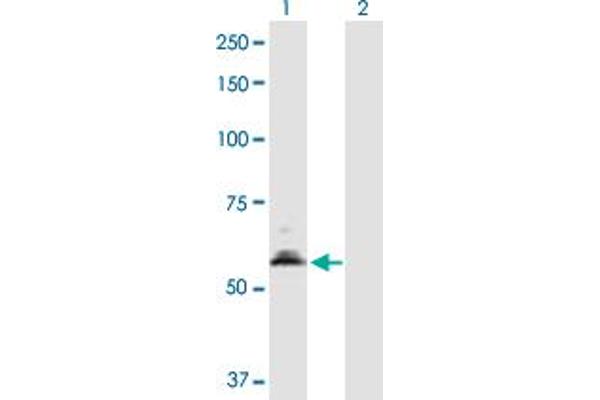 PDHX anticorps  (AA 1-501)
