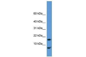 Image no. 1 for anti-Cornichon Homolog (CNIH) (N-Term) antibody (ABIN928115)