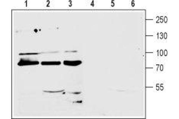 anti-Glutamate Receptor, Metabotropic 7 (GRM7) (AA 377-390), (Extracellular), (N-Term) antibody