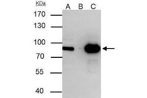 Image no. 4 for anti-THO Complex 1 (THOC1) (C-Term) antibody (ABIN2855518)