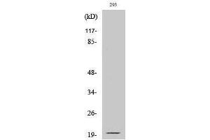 Image no. 1 for anti-Ephrin A2 (EFNA2) (Asn188), (cleaved) antibody (ABIN3181804)