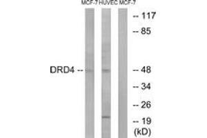 Image no. 1 for anti-Dopamine Receptor D4 (DRD4) (AA 355-404) antibody (ABIN1535585)