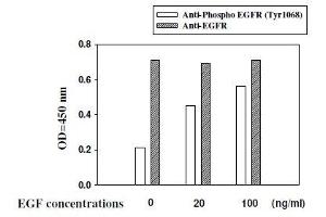 Image no. 1 for Epidermal Growth Factor Receptor (EGFR) ELISA Kit (ABIN1981827)