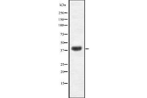 Image no. 1 for anti-Early Growth Response 3 (EGR3) antibody (ABIN6261468)