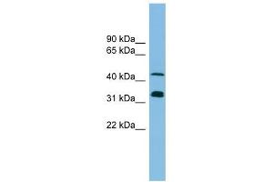Image no. 1 for anti-Golgi Reassembly Stacking Protein 1, 65kDa (GORASP1) (N-Term) antibody (ABIN632290)